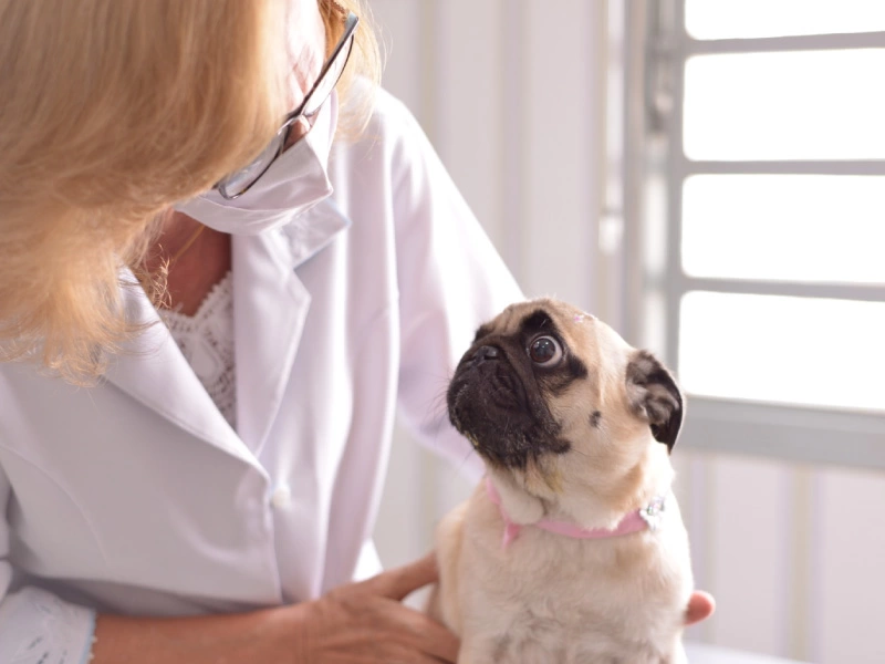 dra-doris-bruder-com-pug